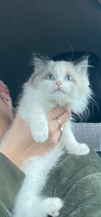 Ragdoll kittens, Meerdere dieren, Gechipt, 0 tot 2 jaar