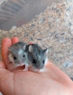 Lieve handtamme roborovski dwerghamsters van de hobbyfokker., Dieren en Toebehoren, Knaagdieren, Meerdere dieren, Hamster, Tam