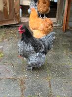Orpington haantjes, Dieren en Toebehoren, Pluimvee, Mannelijk, Kip