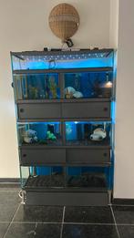 Aquarium kweek kast., Dieren en Toebehoren, Ophalen, Zo goed als nieuw, Minder dan 60 cm