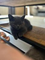 Britse korthaar kittens | nog 2 katers Beschikbaar 12 weken, Kater, Gechipt, 0 tot 2 jaar