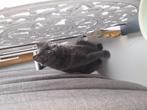Ze is erg lief poes, Dieren en Toebehoren, Katten en Kittens | Overige Katten, Poes, Langharig, 0 tot 2 jaar