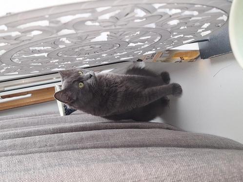 WIE WIL HAAR GOED THUIS GEVEN, Dieren en Toebehoren, Katten en Kittens | Overige Katten, Langharig, Poes, 0 tot 2 jaar
