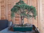 Bonsai diverse soorten, Ophalen of Verzenden, Bloeit niet, Overige soorten, Minder dan 100 cm