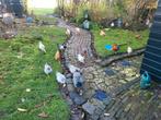 GRATIS: 1 HAAN MET 3 HENNEN, Dieren en Toebehoren, Meerdere dieren, Kip