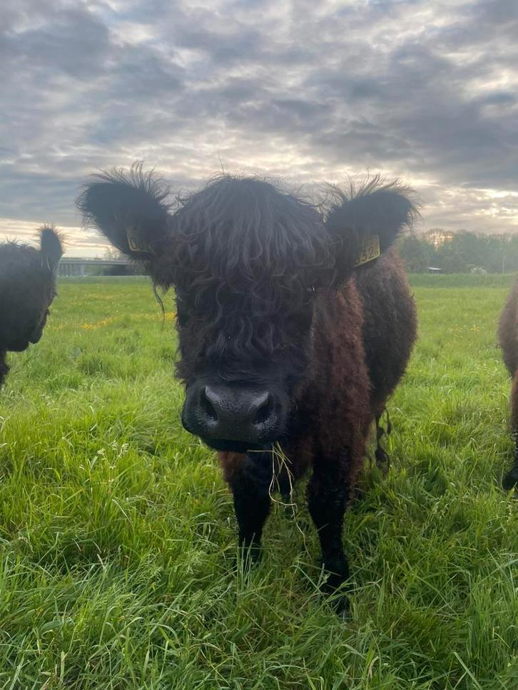 Galloway vaars mogelijk drachtig, Dieren en Toebehoren, Runderen, Vrouwelijk, 0 tot 2 jaar