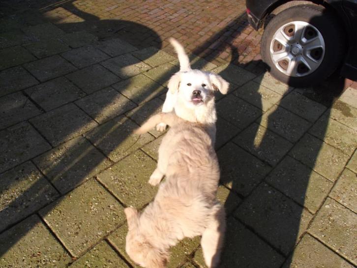 tekoop, Dieren en Toebehoren, Honden | Retrievers, Spaniëls en Waterhonden, Meerdere dieren, Golden retriever, Fokker | Hobbymatig