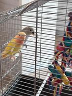 Deze 2 mogen hun nestje verlaten en zoeken een nieuw huisje, Dieren en Toebehoren, Geslacht onbekend, Dwergpapegaai of Agapornis