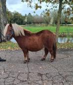 ** LEUKE EN LIEVE 3 JARIGE SHETLANDER RUIN **, Dieren en Toebehoren, Pony's, Ruin, A pony (tot 1.17m), Ontwormd