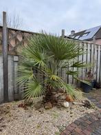 Prachtige palmboom, Volle zon, Ophalen of Verzenden, 100 tot 250 cm, Zomer