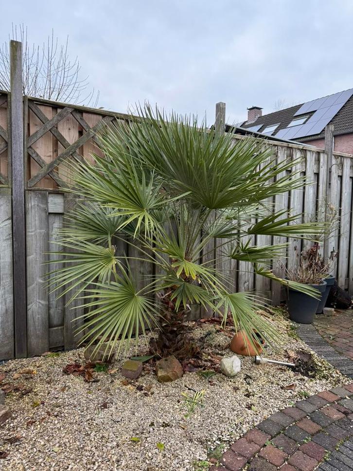 Prachtige palmboom, Tuin en Terras, Planten | Bomen, Palmboom, 100 tot 250 cm, Volle zon, Zomer, Ophalen of Verzenden