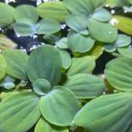 Watersla - Pistia Stratiotes | Aquariumplant | Drijfplant, Dieren en Toebehoren, Vissen | Aquaria en Toebehoren, Nieuw, Plant(en), Steen of Hout