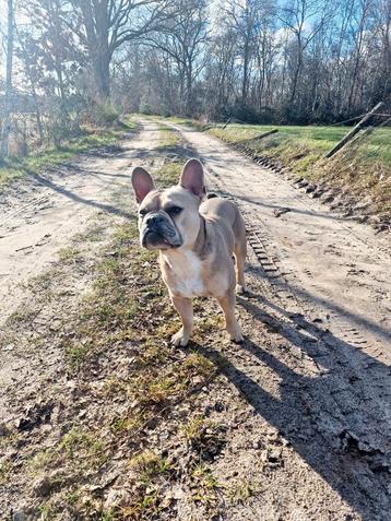 Franse Bulldog Dekreu fawn kleur met masker beschikbaar voor biedingen