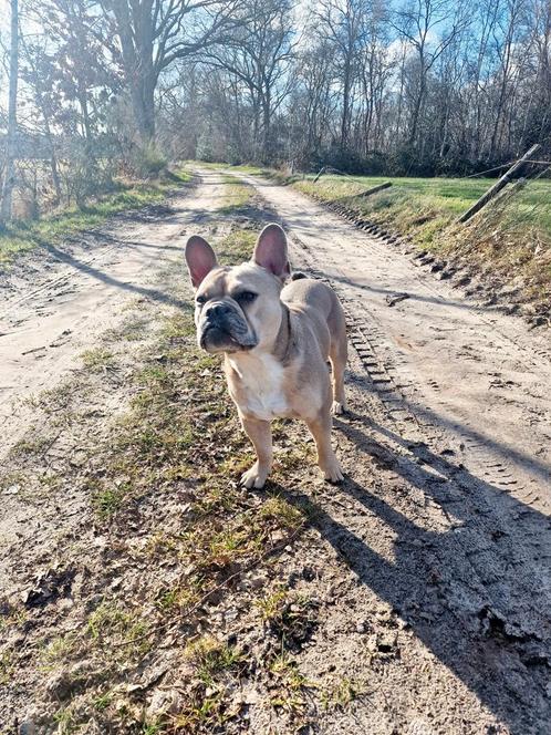 Franse Bulldog Dekreu, Dieren en Toebehoren, Honden | Dekreuen, Reu, Particulier, Eén hond, Nederland, 3 tot 5 jaar