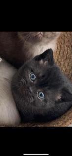 Kitten laatste van het nestje, Ophalen of Verzenden, Nieuw