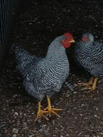 Amrock haan groot, Dieren en Toebehoren, Pluimvee, Mannelijk, Kip