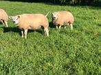 Beste Stamboek Texelaar ramlammeren, Dieren en Toebehoren, Schapen, Geiten en Varkens, Mannelijk, Schaap, 0 tot 2 jaar