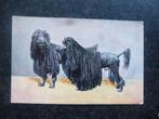 POEDELS speciaal geknipt       X, Ophalen of Verzenden, Voor 1920, Hond of Kat