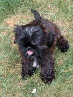 Shih tzu  pupjes, België, Overige rassen, CDV (hondenziekte), 8 tot 15 weken
