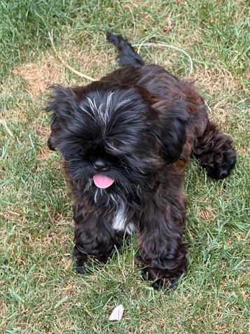 Shih tzu  pupjes beschikbaar voor biedingen
