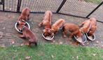 Rhodesian Ridgeback pups teefjes en reutjes alweer 6 weken, Dieren en Toebehoren, CDV (hondenziekte), Overige rassen, 8 tot 15 weken