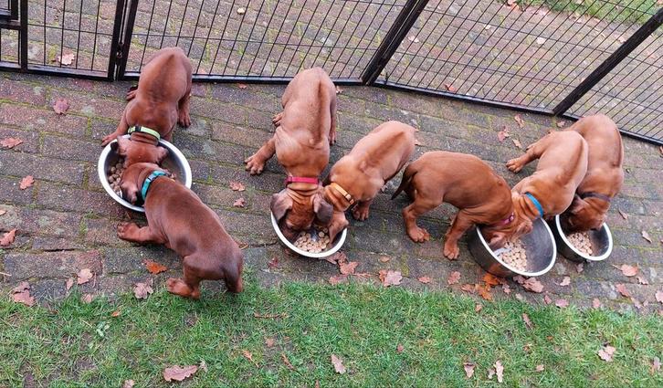 Rhodesian Ridgeback pups teefjes en reutjes alweer 6 weken, Dieren en Toebehoren, Honden | Beagles, Bassets en Lopende honden