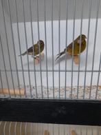 Raza espanol, Dieren en Toebehoren, Vogels | Kanaries, Meerdere dieren, Postuurkanarie