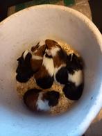 Cavia, Cavia, Mannelijk, December, Tam