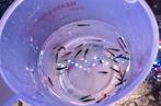 Prachtige mix Neocaridina garnalen – rood & blauw (30 st.), Kreeft, Krab of Garnaal, Zoetwatervis, Schoolvis