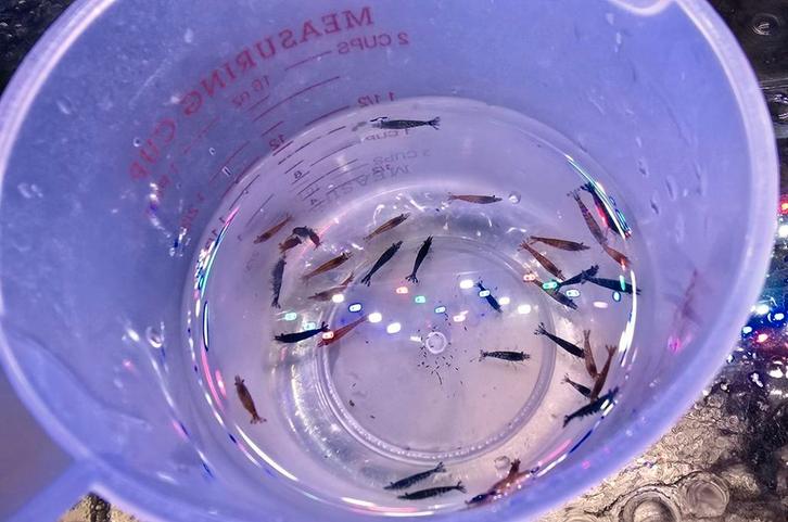 Prachtige mix Neocaridina garnalen – rood & blauw (30 st.), Dieren en Toebehoren, Vissen | Aquariumvissen, Zoetwatervis, Kreeft, Krab of Garnaal