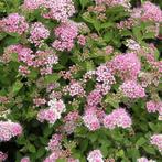 6x Japanse spirea spiraea japonica., Halfschaduw, Vaste plant, Overige soorten, Ophalen