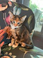 Boerderij kittens!! Tam, speels en gezond!, Meerdere dieren, Kortharig, 0 tot 2 jaar
