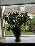 Crassula ovata vetplant, Ophalen, Halfschaduw, Minder dan 100 cm