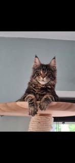Maine coon dekkater | Ivar, 0 tot 2 jaar
