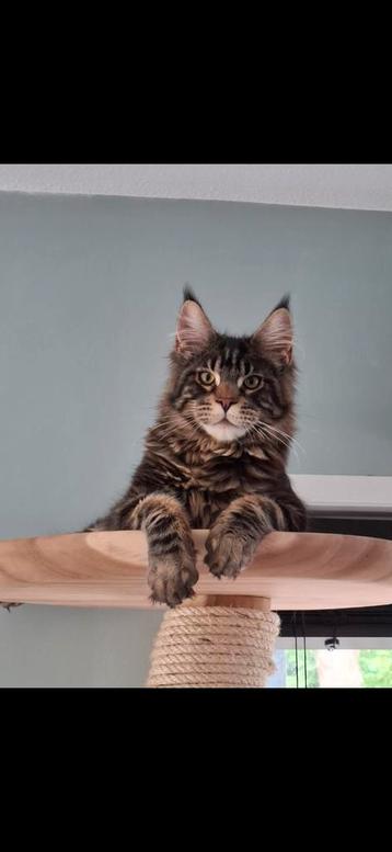 Maine coon dekkater | Ivar beschikbaar voor biedingen