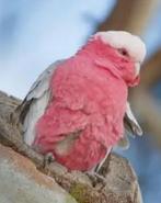 Tamme rose kaketoe gezocht, Dieren en Toebehoren, Vogels | Parkieten en Papegaaien, Mannelijk, Papegaai