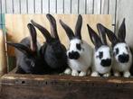 Lotharing/Vlaamse reus, Dieren en Toebehoren, Konijnen, Meerdere dieren, Groot, 0 tot 2 jaar