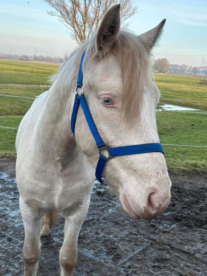 Hou jij van speciaal ? 2,5 jarige Connemara Cremello ruin, Dieren en Toebehoren, Pony's, Ruin, Onbeleerd, E pony (1.48m - 1.57m)
