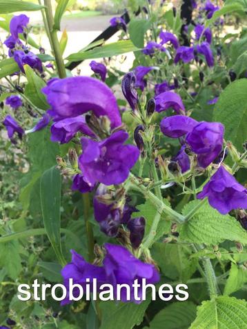 Strobilanthes – trompetkruid beschikbaar voor biedingen
