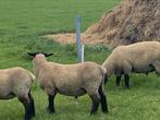 2 Suffolk dekrammen, Dieren en Toebehoren, Schapen, Geiten en Varkens, Mannelijk, Schaap