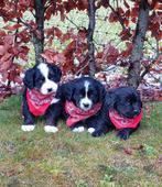 Nog enkele Boulab pups beschikbaar, Nederland, Parvo, Meerdere, Meerdere dieren