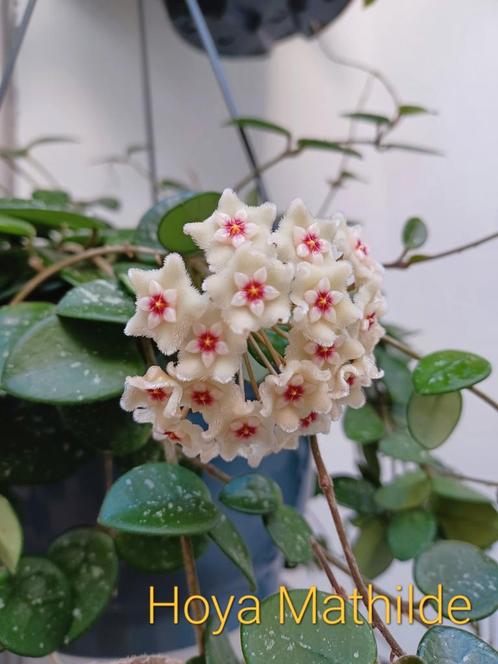 Hoya stekjes: Vertillatica Yangzhi Stoneana, Endauensis etc., Huis en Inrichting, Kamerplanten, Minder dan 100 cm, Halfschaduw