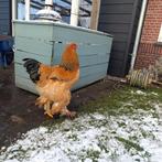 Mooie brahma hanen zoeken een huisje, Dieren en Toebehoren, Mannelijk, Kip