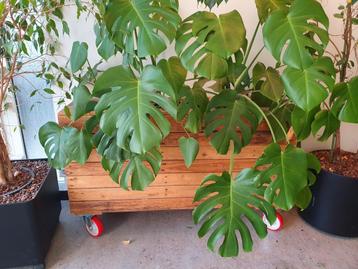Mooie Monstera in plantenbak op wieltjes beschikbaar voor biedingen