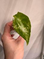 Alocasia longiloba variegata, Huis en Inrichting, Kamerplanten, Ophalen of Verzenden, Halfschaduw, Minder dan 100 cm