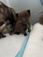 Prachtige MaineCoon kittens - op zoek naar hun gouden mandje, Dieren en Toebehoren, Katten en Kittens | Raskatten | Langhaar, Meerdere dieren