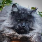 Black Smoke Maine Coon katers met stamboom, Dieren en Toebehoren, Katten en Kittens | Raskatten | Langhaar, Kater, Met stamboom