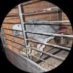 Gezocht, Dieren en Toebehoren, Mannelijk, Parkiet