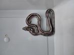 Korenslangen snow het. Sunkissed + anery het amel/sunkissed, Dieren en Toebehoren, Slang, 0 tot 2 jaar
