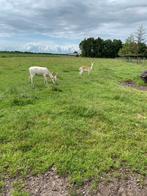 Damherten, Juni, Mannelijk